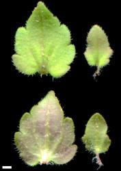 Veronica arvensis. Leaf surfaces, adaxial (above) and abaxial (below), from lower leaf (left) and upper leaf (right). Scale = 1 mm.
 Image: P.J. Garnock-Jones © P.J. Garnock-Jones CC-BY-NC 3.0 NZ